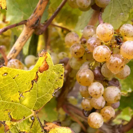 Gaestehaus Weingut - Froehliches Weinfass 3* Kenn