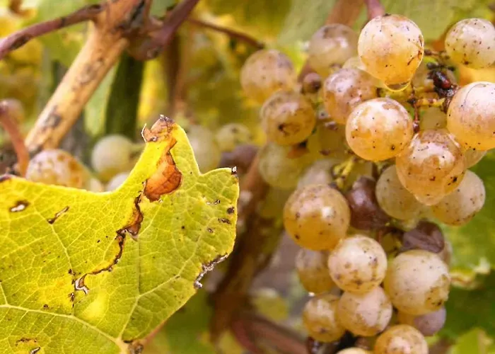 Gaestehaus Weingut - Froehliches Weinfass 3* Kenn